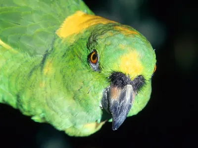 Картинка Певчий попугай » Попугаи » Птицы » Животные » Картинки 24 -  скачать картинки бесплатно