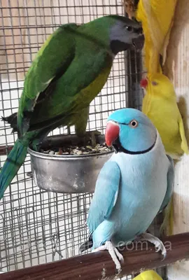 Купить Ожереловый попугай — очень грациозная и изящная птица средних  размеров. в Киеве от Afrikan Parrot - 4837783