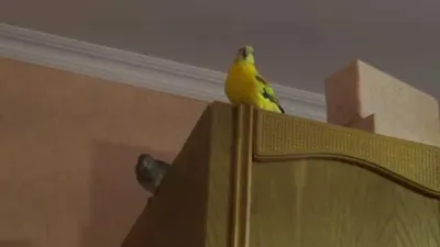 певчий попугай - YouTube