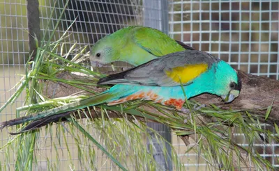 Золотоплечий плоскохвостый попугай — Википедия