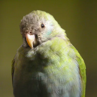 Капюшонный певчий попугай | это... Что такое Капюшонный певчий попугай?