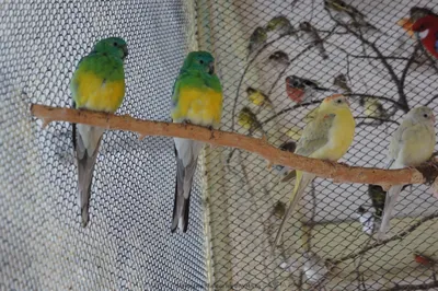 Певчие попугаи. Среди большого количества видов попугаев интерес вызывают певчие  попугаи.