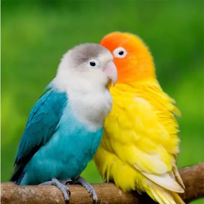 Разноцветные попугаи - 80 фото