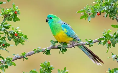 Красивый попугай (53 лучших фото)