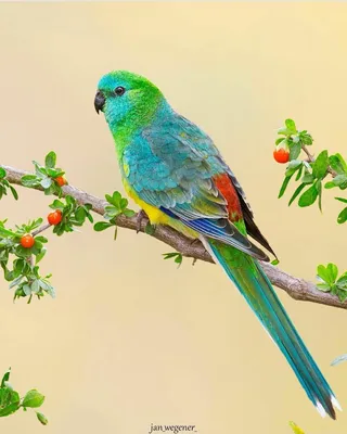 Попугаи и другие птицы - Австралийские травяные попугаи - Дыбр