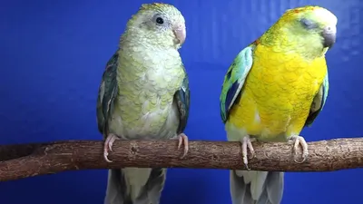 Певчие попугаи пара - YouTube