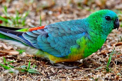 Певчие попугаи (41 лучших фото)