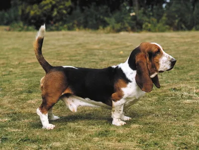 Бассет-хаунд | Basset hound dog, Hound breeds, Hound dog