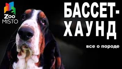 Бассет-Хаунд - Все о породе собаки | Собака породы - Бассет-Хаунд - YouTube