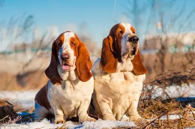 Семейство бассет-хаунда | Basset hound, Basset hound dog, Basset