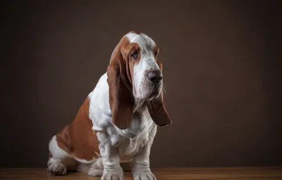 Бассет-хаунд: 8 интересных особенностей породы собак с неуклюжей походкой и  печальными глазами | В мире животных | Пульс Mail.ru