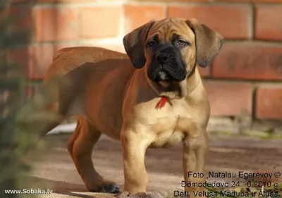 Породы собак | Южноафриканский бурбуль | Фото 46903 | South African  Boerboel | Собаки, Щенки, Породы собак