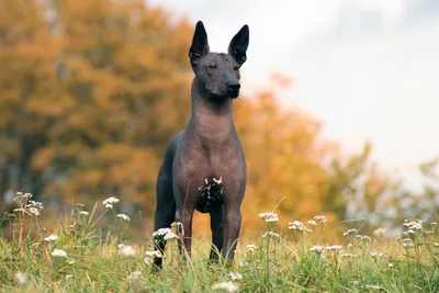 Лысые породы собак с фото, названиями и описаниями: породы собак без шерсти