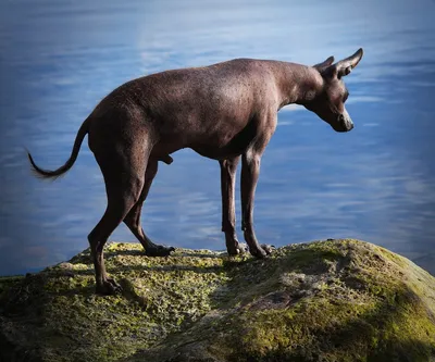 Мексиканская голая собака (Ксолоитцкуинтли) - Плюсы и минусы породы  Мексиканская голая собака