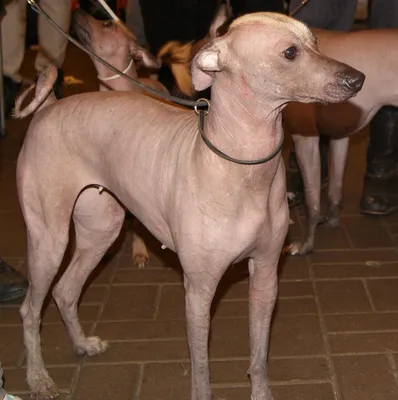 Перуанская голая собака: фото, описание породы, история, уход