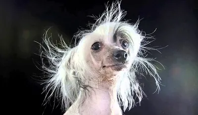 Собака порода лысая серая - 62 фото - картинки и рисунки: скачать бесплатно