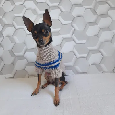 Свитер для собак мелких и средних пород/вязаный свитер для собак и лысых  кошек, S , бежевый — купить в интернет-магазине OZON с быстрой доставкой