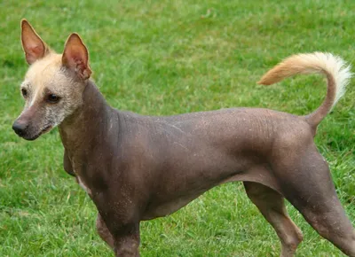 Лысая собака порода: с челкой, как называется, характер, описание породы с  фото