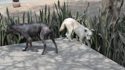 Дрвняя порода лысых перуанских собак –