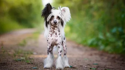Лысые породы собак с фото, названиями и описаниями: породы собак без шерсти