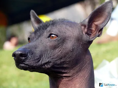 Перуанская голая собака: здоровье, уход, цена щенка