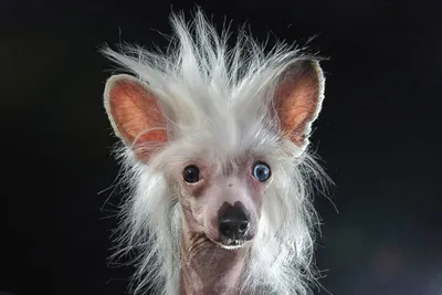 Страшные породы собак лысые - 32 фото: смотреть онлайн