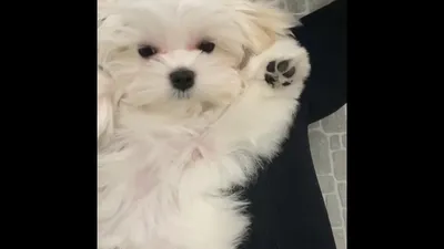 щенок мальтезе maltese puppy | Maltese puppy, Puppies, Animals