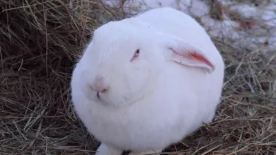 В Новосибирске к Новому году показали дрессированных кроликов породы Великан