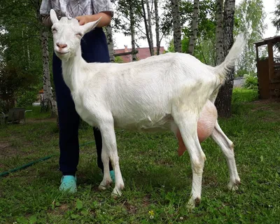 Разведение коз в домашних условиях. Перспективы развития и виды бизнеса. |  Cельхозпортал