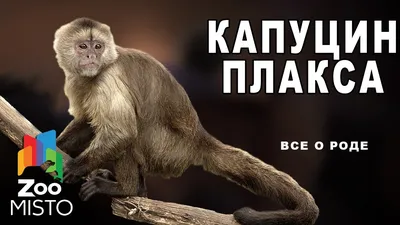 Фото обезьян с названиями | Scary animals, Monkey, Weird animals