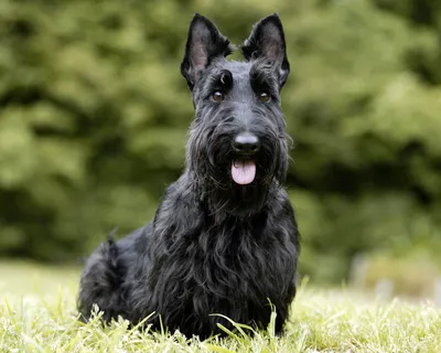 Скотч терьер (Scottish Terrier) - это умная, сообразительная и преданная  порода собак. Фото, отзывы и описание породы.