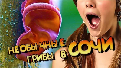 СОСНОВЫЙ Туапсе - место, куда хочется вернуться! - YouTube