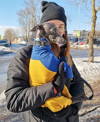 Dog Show Narva: приехали не все, кто хотели - gazeta.ee