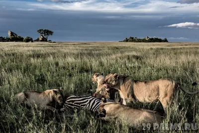 Лев (лат. Panthera leo). Часть 2. Социальная организация \u003e Блог Павла  Аксенова \u003e 29 Пальм - Клуб путешествий Павла Аксенова