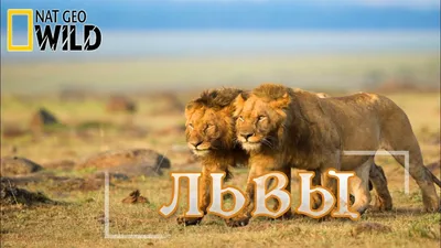 Львы - как братья стали королями. #Документальный фильм. National  Geographic 16+ - YouTube