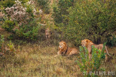 Лев (лат. Panthera leo). Часть 2. Социальная организация \u003e Блог Павла  Аксенова \u003e 29 Пальм - Клуб путешествий Павла Аксенова