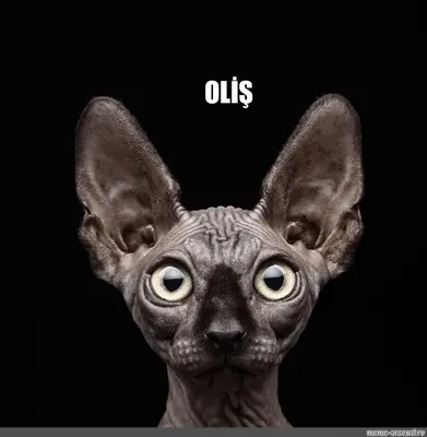 Создать мем \"картинки сфинксов кошек, кот сфинкс, коты сфинксы\" - Картинки  - Meme-arsenal.com