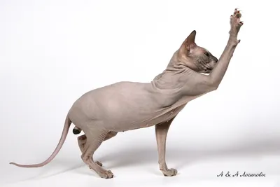 Sphinx Cat - Сфинксы » SFW - So Fucking What