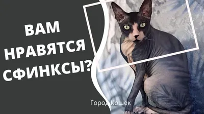 Сфинксы Кошки - Необычные, Непривычные и Забавные. /Смешные Кошки. Приколы  с Котами и Кошками. - YouTube