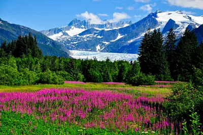 Фотография Аляска штаты Горы Природа Люпин Пейзаж Кусты дерева