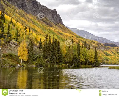 Горный вид осени Аляски - лес Aspen Стоковое Фото - изображение  насчитывающей перемещение, природа: 53130204