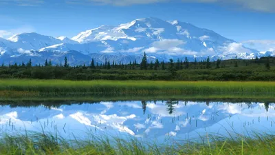 США, Аляска, Скагуэй, нетронутая природа Аляски, вид на лес и горы — Стволы  деревьев, Северная Америка - Stock Photo | #199844332