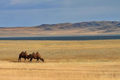 Природа в Монголии | Команда EX-PRO
