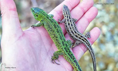 Окраска прыткой ящерицы (Lacerta agilis) осенью и ранней весной -  Герпетофауна Поволжья