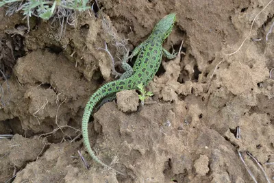 Файл:Самец Прыткой ящерицы (Lacerta agilis).jpg — Википедия