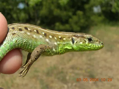 File:Прыткая ящерица в руке.JPG - Wikimedia Commons