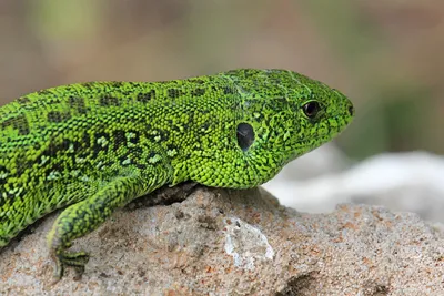 Зелёная ящерка - самец ящерицы прыткой в брачном наряде - Михаил Соколов