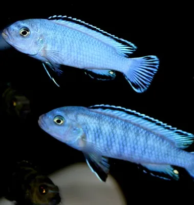 Псевдотрофеус пиндани (PSEUDOTROPHEUS SOCOLOFI) | Malawi-Fish
