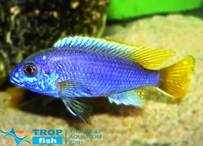 Псевдотрофеус Голубой Аки | Цихлиды Африки | Каталог | TropFish – здоровые  аквариумные рыбки оптом с быстрой доставкой по Украине.
