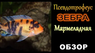 Псевдотрофеус Зебра Мармеладная - YouTube